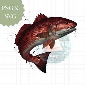 May include: A detailed illustration of a redfish, showcasing its scales and fins. The fish is depicted in a dynamic pose, with water droplets and the text "Chasing Tail" visible. The image also includes the text "PNG & SVG".