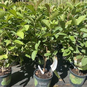 Giant Indonesian Guava(psidium Guajava) Guava Indonesia Live Tree (3-4ft) plant