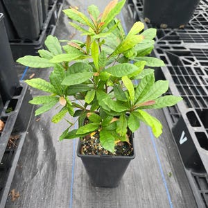 Miracle Fruit Live Fruit Tree(synsepalum Dulcificum) (8in to 12in”)Magic Berry Plant