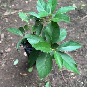 Grafted Avocado Fuerte plant (Persea Americana) Live Fruit Tree (20in To 36inch)