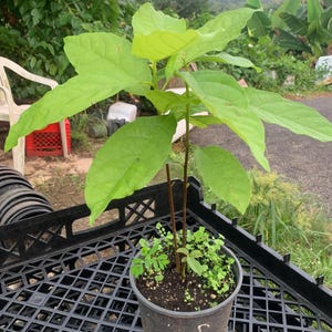 Seedling Avocado bacon plant (Peresea Americana) Live Fruit Tree (10”-24”)