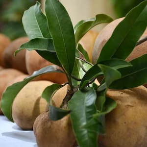 May include: A collection of sapodilla fruits, also known as chico, with a light brown skin and a round shape. Green leaves and a branch are interspersed among the fruits, creating a natural arrangement. The fruits are arranged on a white surface.