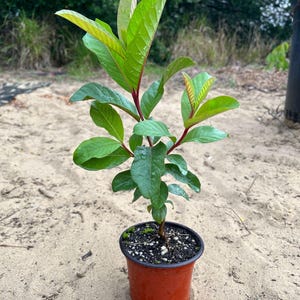 Indian Red Guava( Psidium guajava) Guava Live Fruit tree (1-2ft) plant