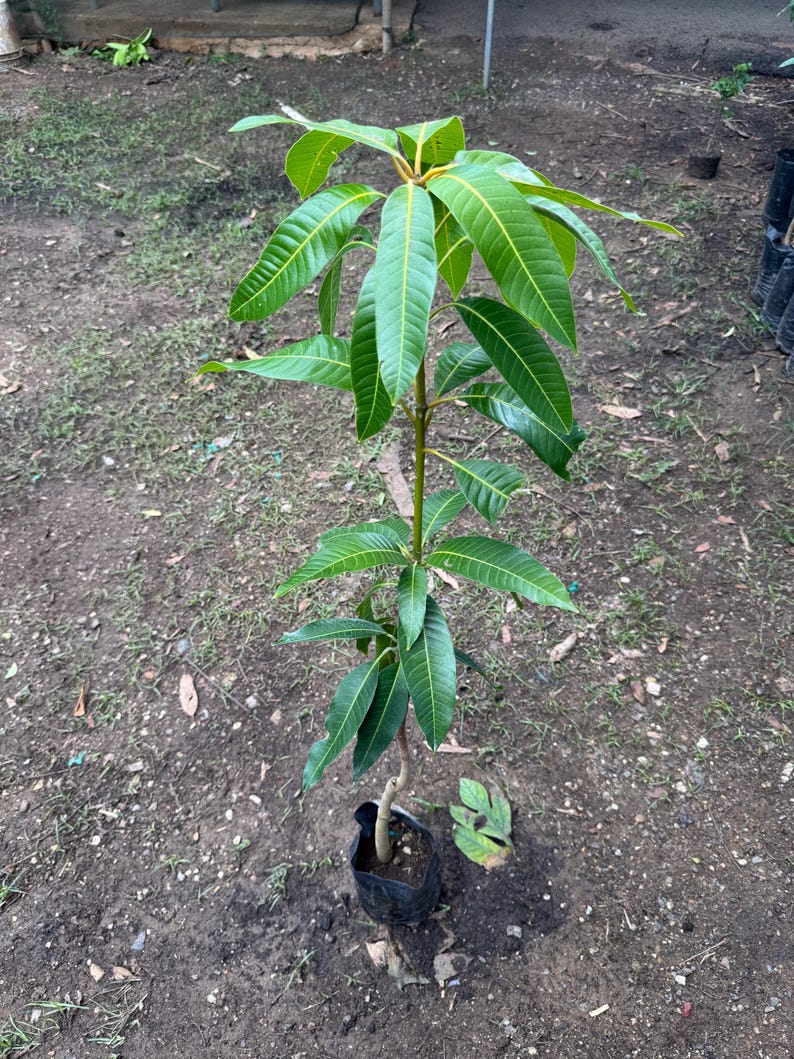 Mango Sampling Tree Authentic Big Grafted Mango MIYAZAKI /EGG of the Sun/ Live Tree(2-3ft ...