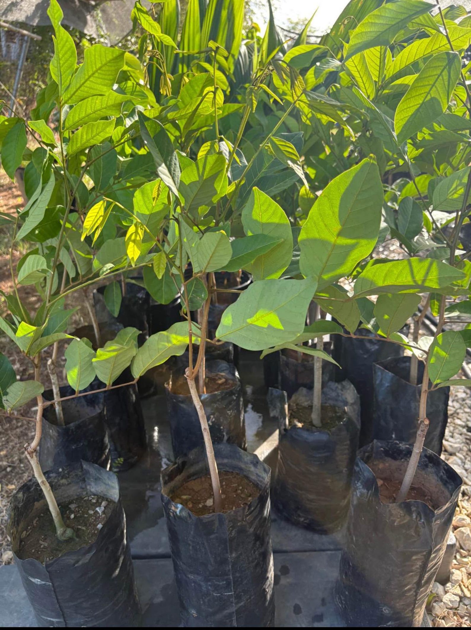 Air Layered Big Rambutan Plant (nephelium Lappaceum) Tropical Live ...