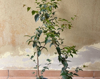 Big Black Suriname Cherry (eugenia Uniflora Pitanga Tropical Live Fruit Tree (2-3ft) plant