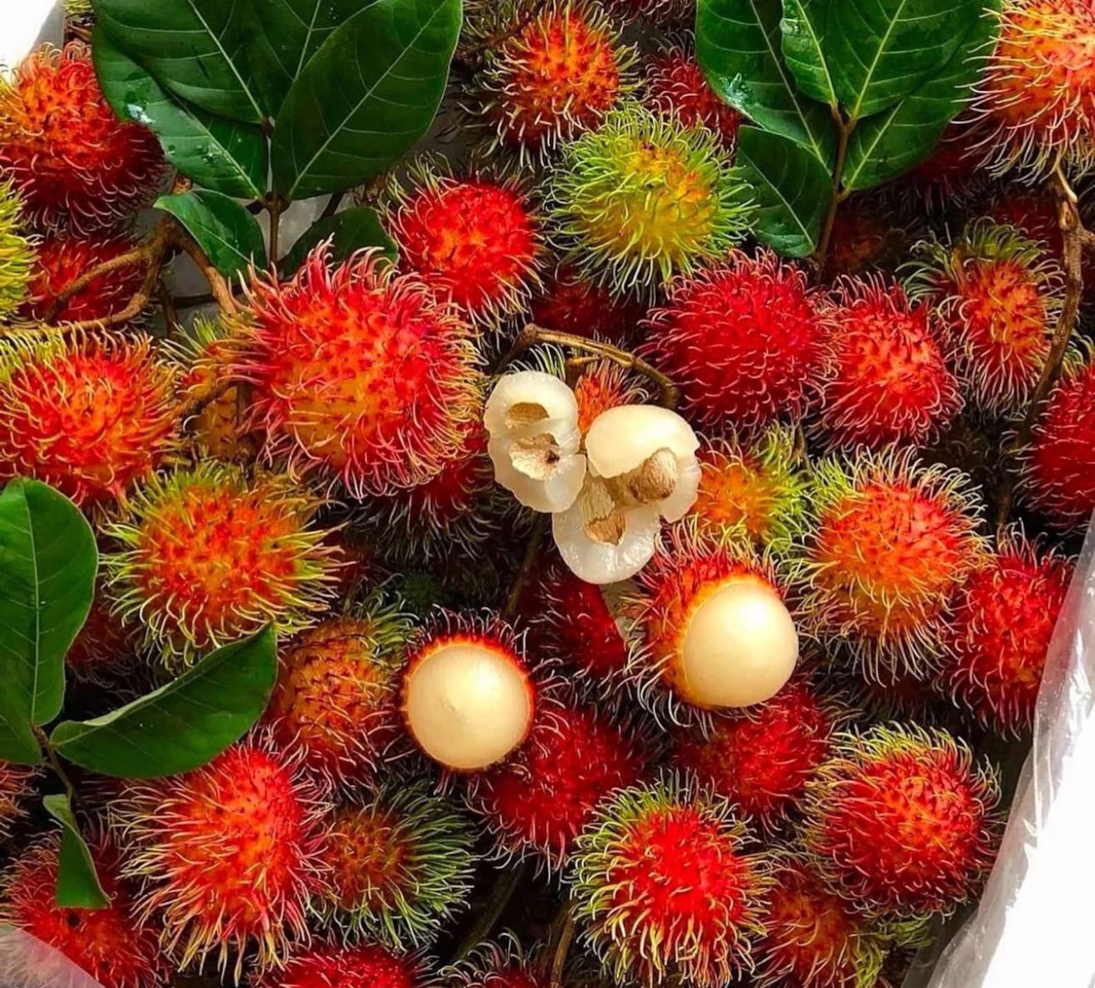 Air Layered Big Rambutan Plant (nephelium Lappaceum) Tropical Live ...
