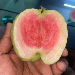 May include: A halved guava fruit, showcasing a vibrant red interior and a pale green exterior. The fruit is held in a hand, revealing its fresh, juicy texture. The guava's cross-section highlights its natural colors and unique shape.