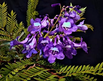 May include: A close-up of a cluster of vibrant purple Jacaranda flowers with white and light blue centers. The flowers are set against a dark background and surrounded by green fern-like leaves, creating a striking contrast.