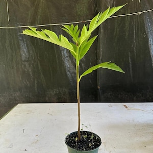 Breadnut (Artocarpus Camansi ) Pana Pepita Live fruit tree 10inch-24inch” plant