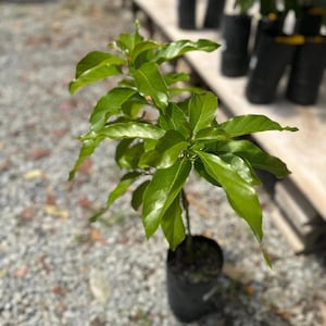 Grafted Avocado Wilson Popenoe plant (persea Americana) Live Fruit Tree(2-3ft) Grafting Avocado