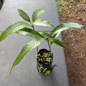 May include: A small mango tree seedling in a black plastic pot. The seedling has several long, green leaves and is set on a dark gray surface. The leaves are a vibrant green color, and the pot contains soil and small plants.