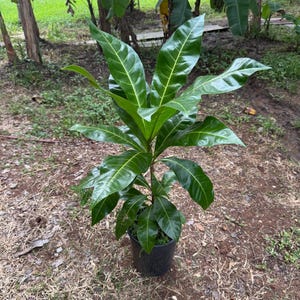 May include: A young, vibrant plant with large, glossy green leaves and prominent veins. The plant is potted in a black plastic container and sits on a bed of dry grass and soil. The background features trees and foliage.