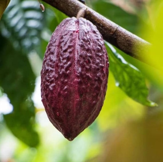 Big Cacao Red (theobroma Cacao) Live Tropical Fruit Tree (2-3ft