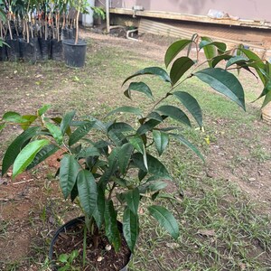 Big Star Apple (chrysophyllum cainito blanco) Caimito Blanco Tree (2ft-3ft) plant