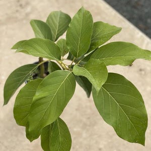 Grafted Reed Avocado plant (persea Americana) Live Fruit Tree (20in To 36in)