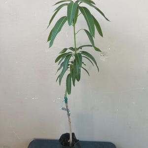 Old Grafted Mango Julie Live Fruit Tree (3-4ft) (Mangifera Indica) mango Grafted plant