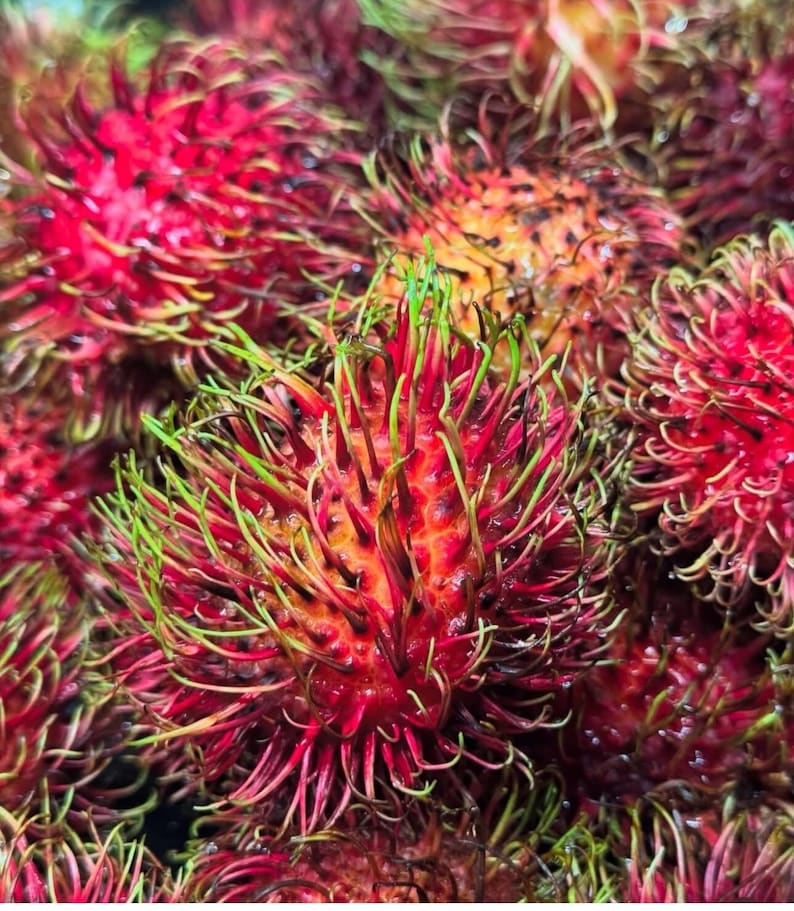Air Layered Big Rambutan Plant (nephelium Lappaceum) Tropical Live ...
