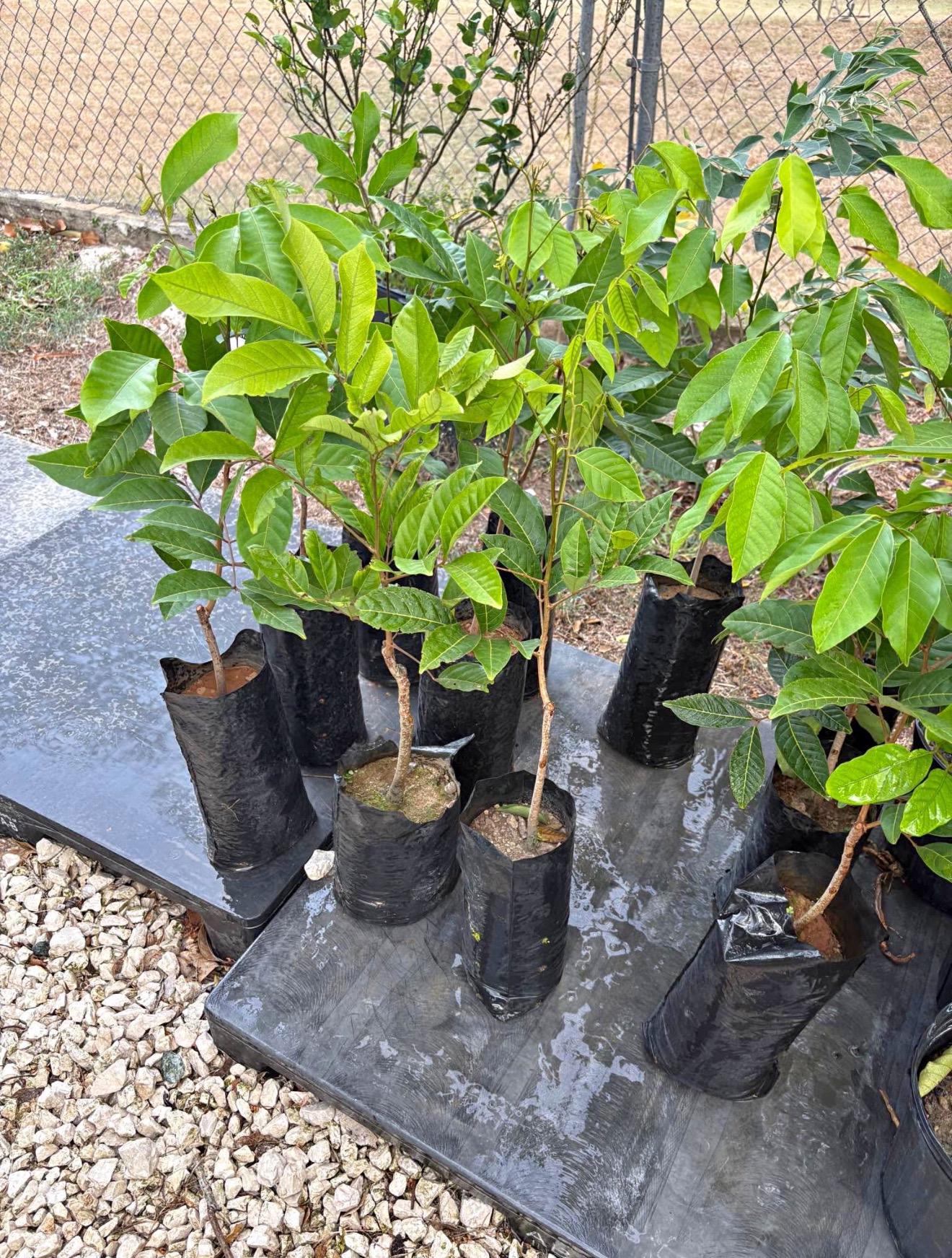 Air Layered Big Rambutan Plant (nephelium Lappaceum) Tropical Live ...