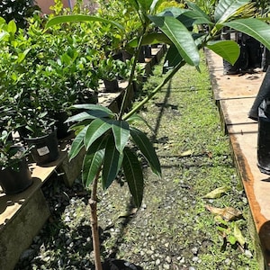 Old Grafted Mango Glenn Live Fruit Tree (3-4ft) (mangifera Indica) mango Grafted plant