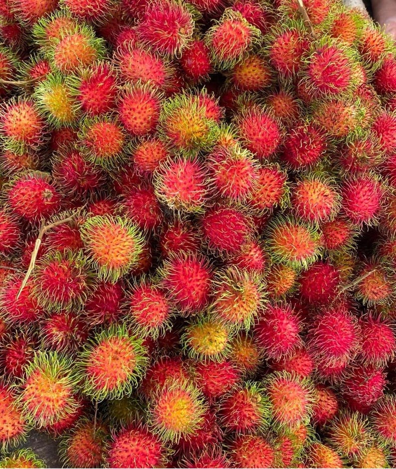 Air Layered Big Rambutan Plant (nephelium Lappaceum) Tropical Live ...