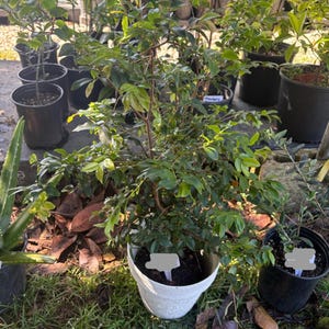 May include: A collection of potted plants, primarily green foliage, in various sizes and containers. The foreground features a plant in a white pot, with others in black pots. The scene is outdoors, with grass and fallen leaves visible.
