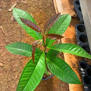 Pink cougar / rose apple / Pink Puma Guava /Tropical Fruit Tree with Sweet Pink Flesh / (10”-24”) plant