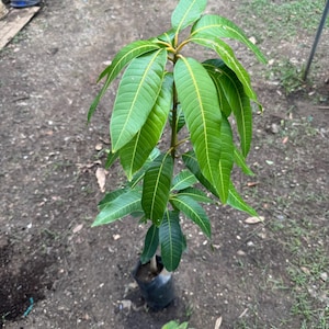 Grafted Mango MIYAZAKI /EGG Of The Sun/ Live Tree(2ft) Mangifera Grafted plant