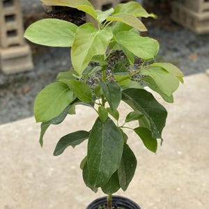 Grafted Avocado bacon plant (Peresea Americana) Live Fruit Tree (20in To 36in)