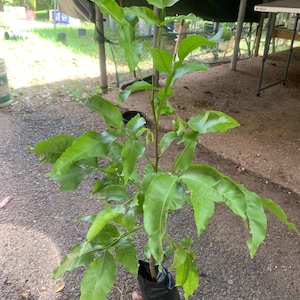 Spanish Lime live fruit tree (Ginepa Limoncillo Mamoncillo (melicoccus Bijugatus) quenepa plant (10”-24”)