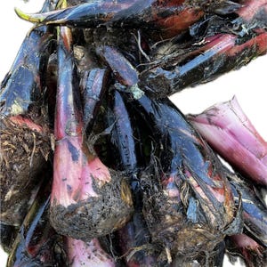 May include: A close-up shot of a pile of taro roots. The roots have a dark purple and black exterior with pinkish-red interiors. They are covered in soil and fibrous roots, suggesting they are freshly harvested.