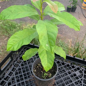 Seedling Simmond Avocado plant (persea Americana)Live Fruit Tree(10”-24”)Avocado seed