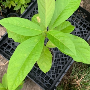 Seedling Avocado Monroe plant (Persea Americana) Live Fruit Tree (10”-24”) Avocado from seed
