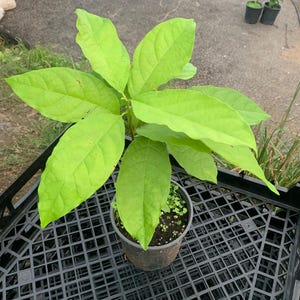 Seedling Reed Avocado plant (persea Americana) Live Fruit Tree(10”-24”) Avocado seed