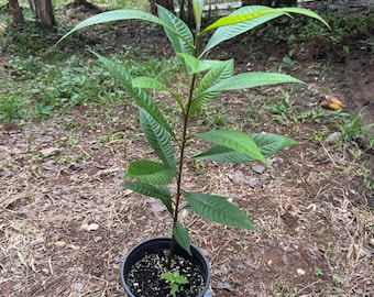 Mamey Sapote (Pouteria sapota) Tropical Live Fruit Tree (12inch-2ft Plant Mamey sapote