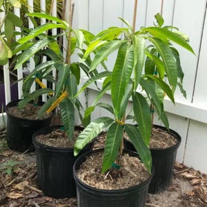 Grafted Mango Glenn Live Fruit Tree (2ft) (mangifera Indica) Grafted mango plant
