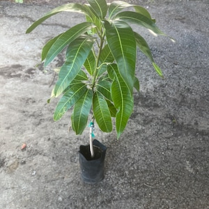 Big Grafted Mango Haden Live Tropical Fruit Tree(2-3ft) (mangifera Indica) mango Grafting plant