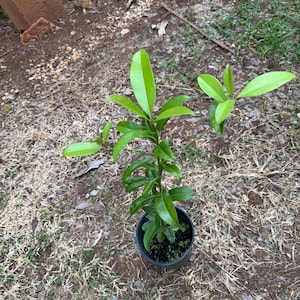Sapodilla, sapote (Manilkara zapota) Nispero Tropical Live Fruit Tree(10in To 24in) chicozapote plant