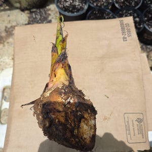 Fe’i Platano Plantain (musa Balbisiana) Seed Platano Live Plant (10in-18in) plant