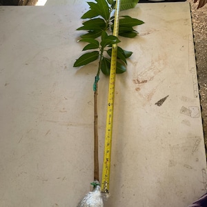 Big Grafted Mango Maha Chanook plant Live Fruit Tree (2-3ft) (Thai mangifera) Grafted mango