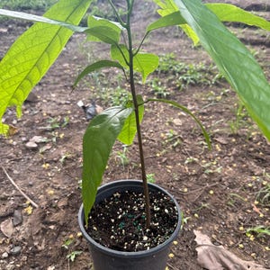 Cacao Red (Theobroma cacao) Live tropical fruit tree (1-2ft) (chocolate Cocoa) plant