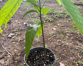 Cacao Red (Theobroma cacao) Live tropical fruit tree (1-2ft) (chocolate Cocoa) plant