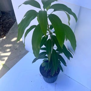 May include: A young mango tree in a black plastic pot. The tree has long, vibrant green leaves. The plant is set against a white background, with a glimpse of a concrete surface in the corner.