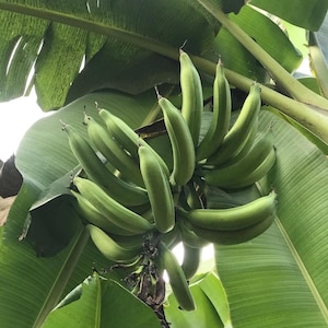 Maricongo Plantain (musa Paradisiaca) Seed Platano maricongo Live Plant Tree (10in-18in) plant