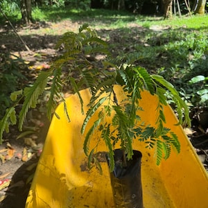 Tamarind (Tamarindus indica) Tamarind Live Fruit Tree (1ft-2ft tall) Plant (variety sweet, sour)