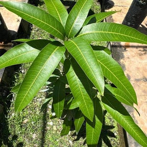 Old Grafted Mango Maha Chanook plant Live Fruit Tree (3-4ft) (Thai mangifera) Grafted mango