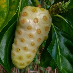 Noni Plant - Morinda Citrifolia - Indian Mulberry (10”-24” Live fruit tree - Medicinal Uses