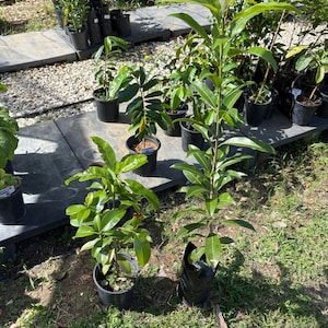 Giant Sapodilla, sapote (Manilkara zapota) Nispero Tropical Live Fruit Tree(4-5ft) chicozapote plant
