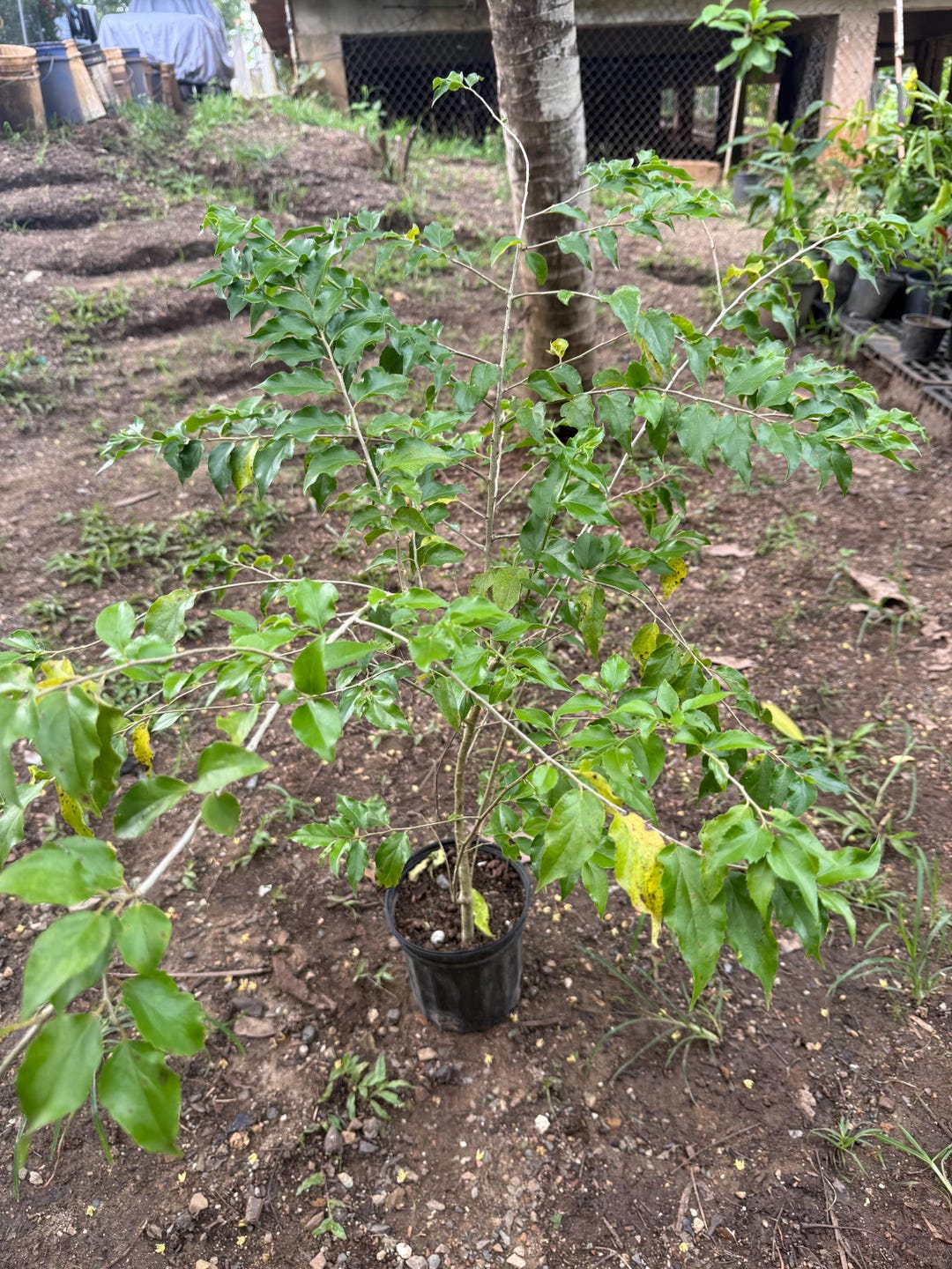 Big Ceylon Gooseberry(dovyalis Hebecarpa) Ketembilla Tropical Live ...