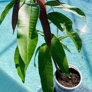Seedling Ataulfo Mango Live Fruit Tree (12in To 24in) Mangifera Indica plant